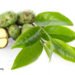 Tea Tree Oil for Cold Sores and Warts?