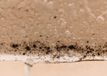 What Does Black Mold Look Like? A Comprehensive Guide
