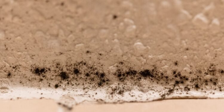 What Does Black Mold Look Like? A Comprehensive Guide