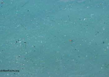 Is Seafood Safe from Microplastic Contamination? 