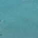 Is Seafood Safe from Microplastic Contamination? 