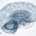 Toxoplasmosis Infection from a Brain Parasite 