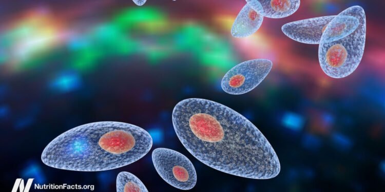 Can Toxoplasmosis Infection of the Brain Have Long-Term Effects? 
