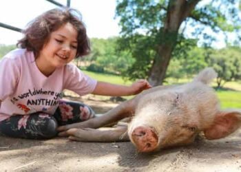 The Best Animal Sanctuaries to Visit for Nose-to-Snout Experiences