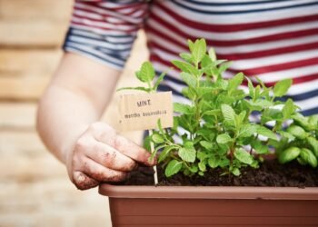 10 Reasons to Grow Mint at Home + Bonus Mint Juice Recipe!