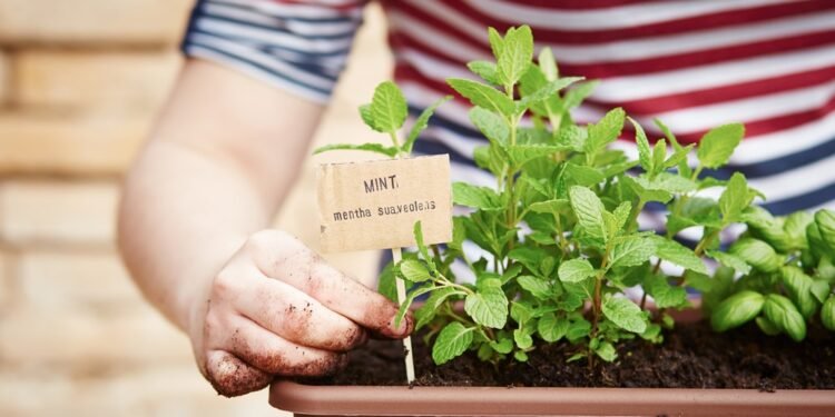 10 Reasons to Grow Mint at Home + Bonus Mint Juice Recipe!