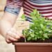 10 Reasons to Grow Mint at Home + Bonus Mint Juice Recipe!