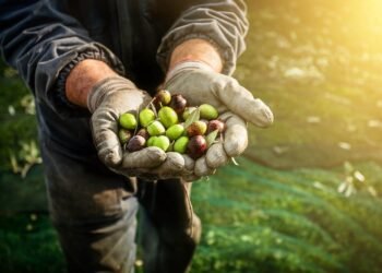 All About Olives: Everything You Need to Know to Select, Store, and Use Them