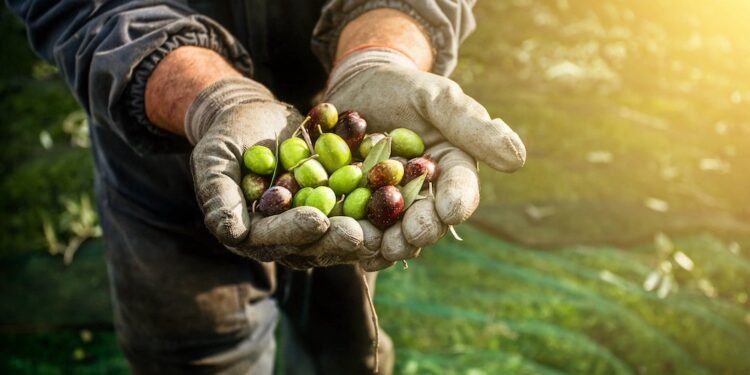 All About Olives: Everything You Need to Know to Select, Store, and Use Them