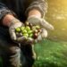 All About Olives: Everything You Need to Know to Select, Store, and Use Them