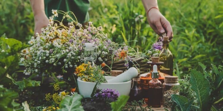 10 Proven Herbs for Combating Anxiety and Depression: Nature’s Best Kept Secrets