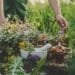 10 Proven Herbs for Combating Anxiety and Depression: Nature’s Best Kept Secrets