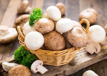 Mushrooms may improve memory, suggests study
