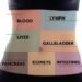 How To Detox In The Correct Order For More Efficient Cleansing