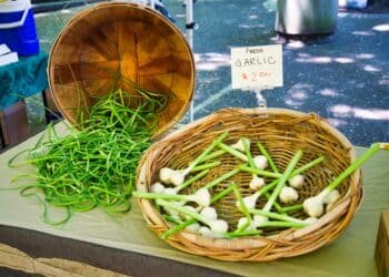 Green Garlic, Garlic Scapes, Ramps—What’s the Difference?!