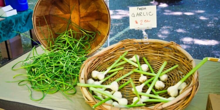 Green Garlic, Garlic Scapes, Ramps—What’s the Difference?!
