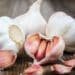Fighting Cancer and the Common Cold with Garlic 