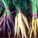 All About Carrots! Rainbow Hues, Using the Tops, and What are Baby Carrots, Really?