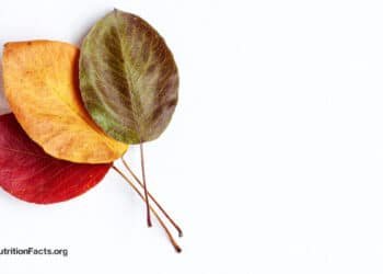 Seasonal Weight Gain in the Fall 