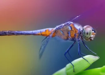 One Dragonfly Can Eat Hundreds Of Mosquitoes A Day: Keep These Plants In Your Yard To Attract Dragonflies