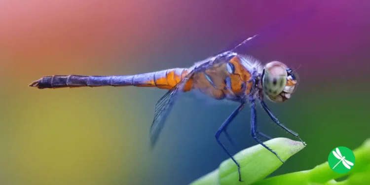 One Dragonfly Can Eat Hundreds Of Mosquitoes A Day: Keep These Plants In Your Yard To Attract Dragonflies