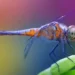 One Dragonfly Can Eat Hundreds Of Mosquitoes A Day: Keep These Plants In Your Yard To Attract Dragonflies