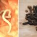 10 Warning Signs Your Body Is Full Of Parasites And 7 Foods That Can Help Kill Them