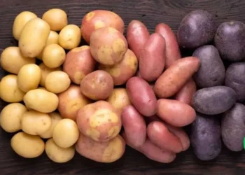 Three types of GMO potatoes are finally here And as usual, they will NOT be labeled