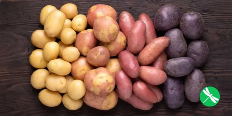 Three types of GMO potatoes are finally here And as usual, they will NOT be labeled