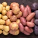 Three types of GMO potatoes are finally here And as usual, they will NOT be labeled