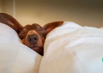 Science Confirms It: Yes Your Dog Should Sleep on Your Bed