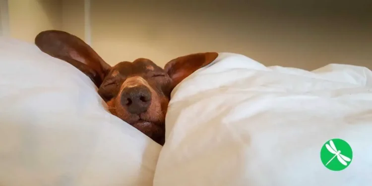 Science Confirms It: Yes Your Dog Should Sleep on Your Bed