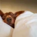 Science Confirms It: Yes Your Dog Should Sleep on Your Bed