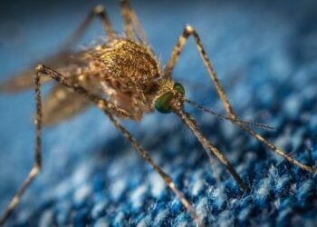 Major Win: Bill Gates-Funded GMO Mosquito Project Withdrawn in Key US States