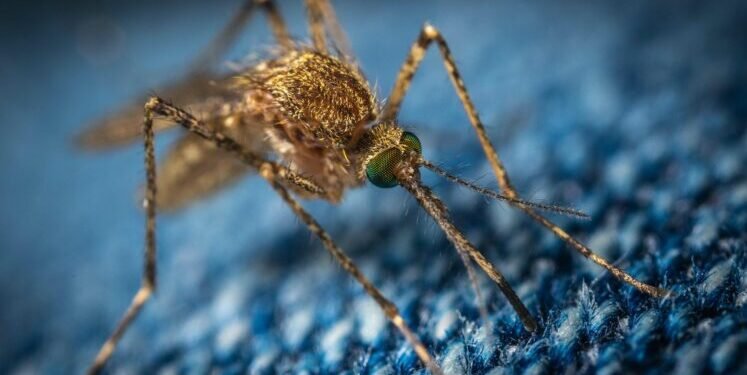 Major Win: Bill Gates-Funded GMO Mosquito Project Withdrawn in Key US States