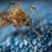 Major Win: Bill Gates-Funded GMO Mosquito Project Withdrawn in Key US States