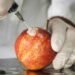 Three Genetically Engineered “Non-Browning” GMO Apples Are In Store Shelves! Here is How to Avoid Them