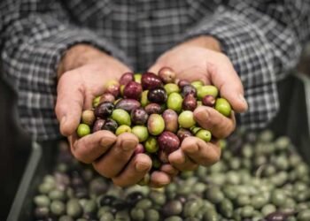 Fake Olive Oil Is Everywhere! Here Are 7 Popular Brands You Should Stop Buying Now
