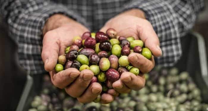 Fake Olive Oil Is Everywhere! Here Are 7 Popular Brands You Should Stop Buying Now