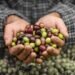 Fake Olive Oil Is Everywhere! Here Are 7 Popular Brands You Should Stop Buying Now