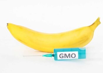 Warning: The World’s First GMO Bananas are Approved for Export to the U.S