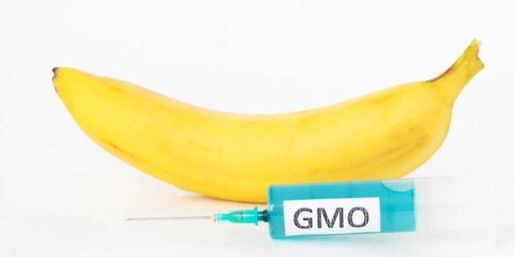 Warning: The World’s First GMO Bananas are Approved for Export to the U.S