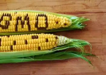 Do The Animals Know Something About GMOs We Don’t? A Farmer Conducted an Experiment