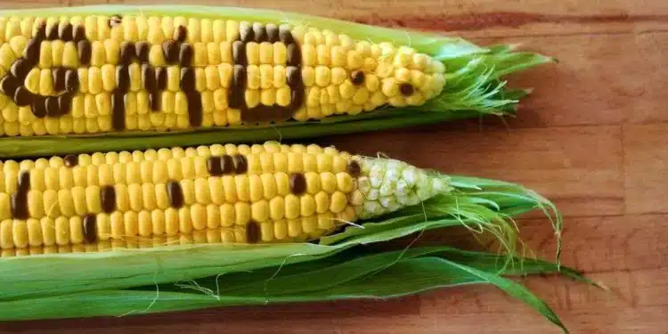 Do The Animals Know Something About GMOs We Don’t? A Farmer Conducted an Experiment