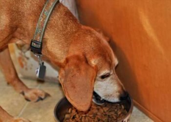 Is Your Pet Eating This Toxic Dog Food?