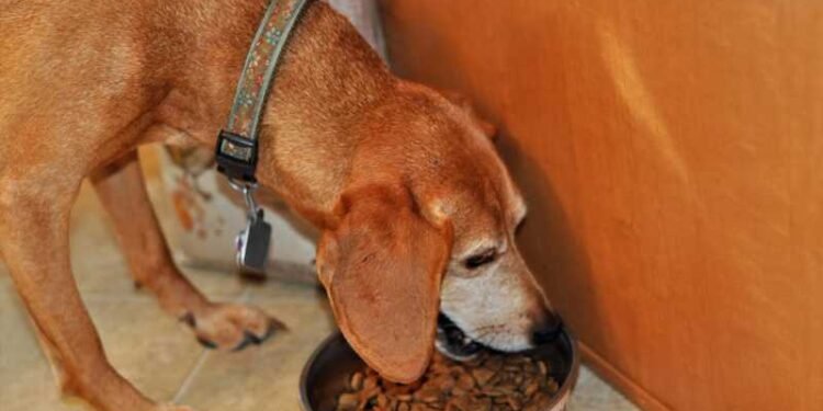 Is Your Pet Eating This Toxic Dog Food?