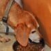 Is Your Pet Eating This Toxic Dog Food?