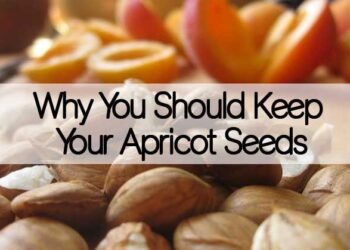 Why You Should Keep Your Apricot Seeds