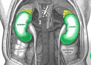 Top 10 Deadly Habits Seriously Damaging Your Kidneys