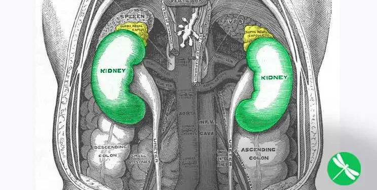 Top 10 Deadly Habits Seriously Damaging Your Kidneys